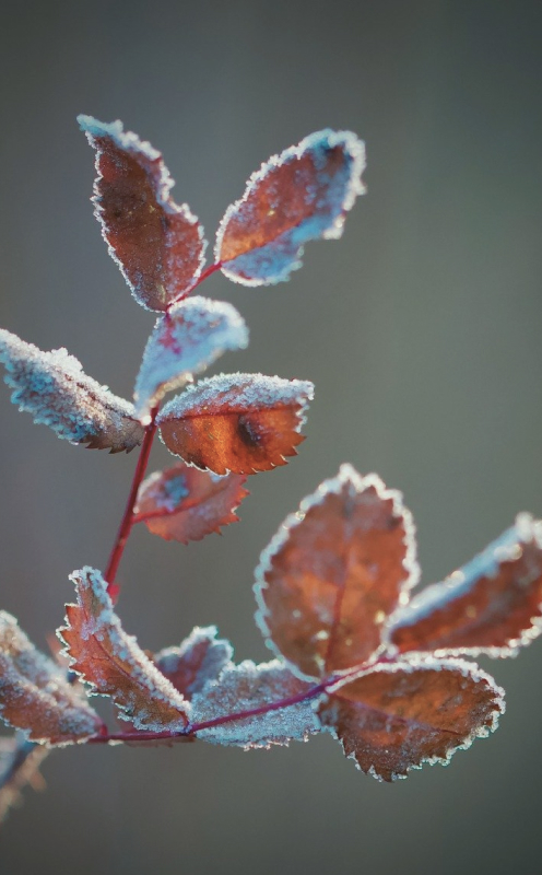 KANSEIのイメージ